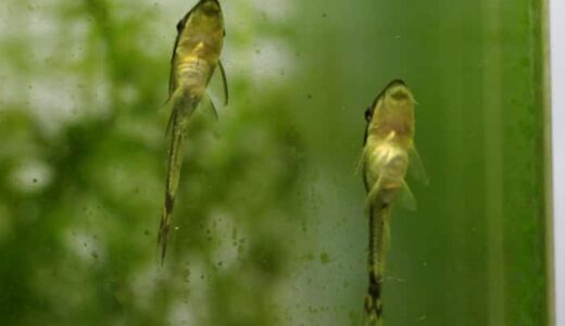 オトシンクルスの飼育方法！メダカとも混泳できる