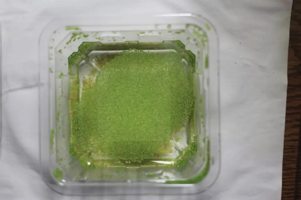 ミジンコウキクサ