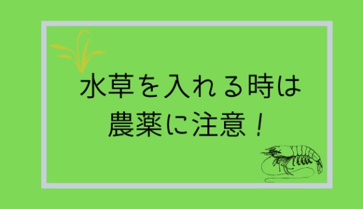 エビが死んだ！それは水草の農薬のせい