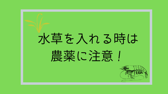 水草を入れる時は農薬に注意