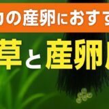 メダカの卵を守る！水草の代わりに役立つ産卵床の活用法