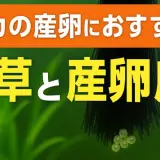 メダカの卵を守る!水草の代わりに役立つ産卵床の活用法
