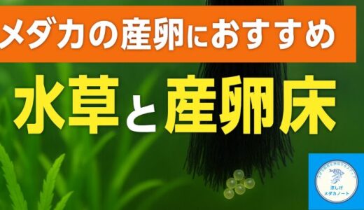 メダカの卵を守る！水草の代わりに役立つ産卵床の活用法