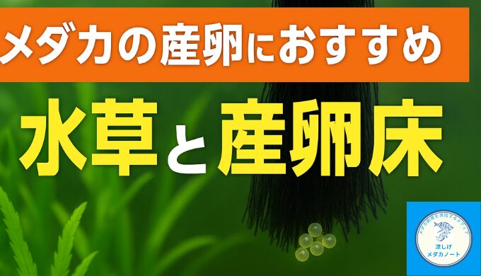 メダカの卵を守る！水草の代わりに役立つ産卵床の活用法