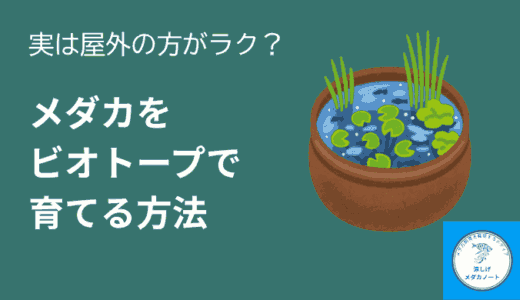 実は屋外のほうがラク？メダカをビオトープで育てる方法