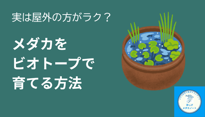 実は屋外のほうがラク？メダカをビオトープで育てる方法