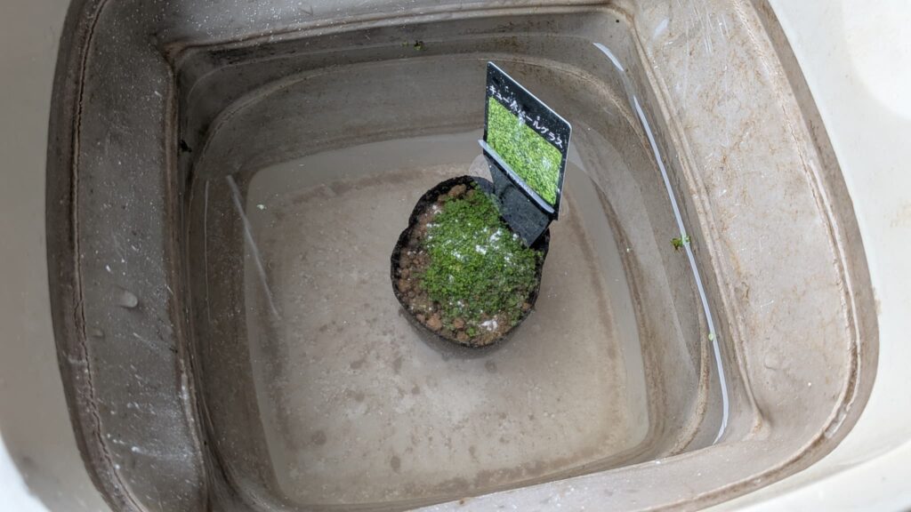 水草その前に…でキューバパールグラスの農薬を除去中