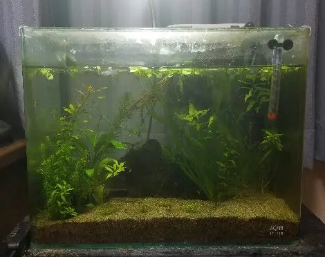 メダカの水槽