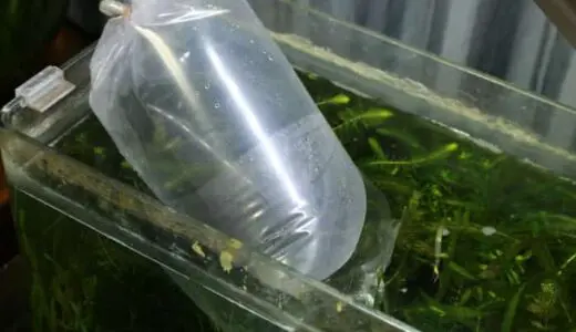 メダカを買ってきたらまずは水合わせ