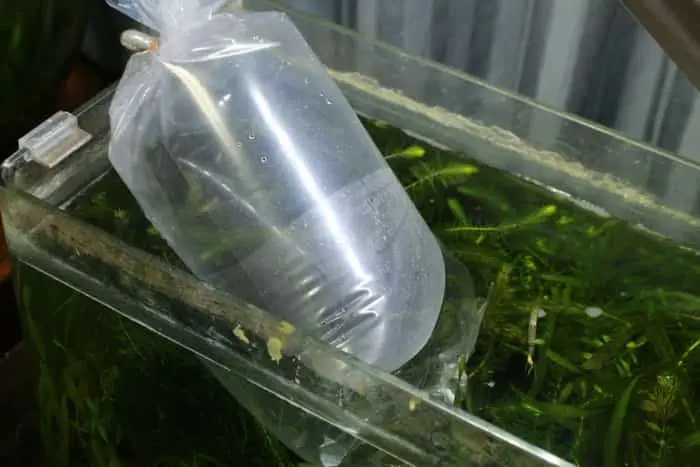 メダカの水合わせ