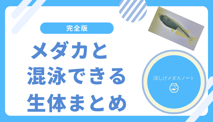メダカと混泳できる生体