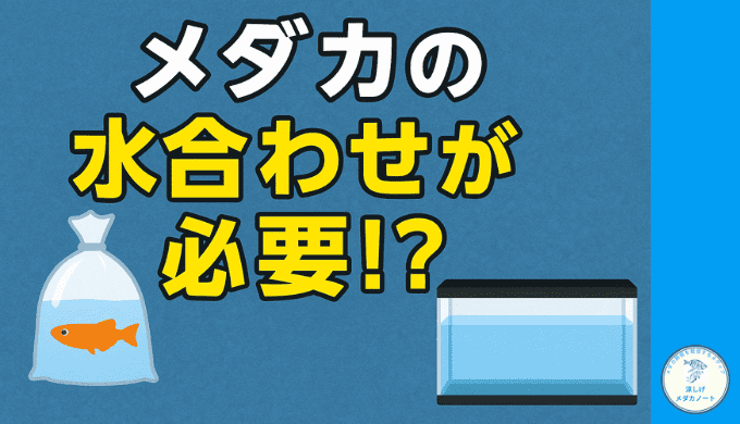 メダカを買ったきたらすぐ水槽に入れてはダメ！正しい水合わせ手順