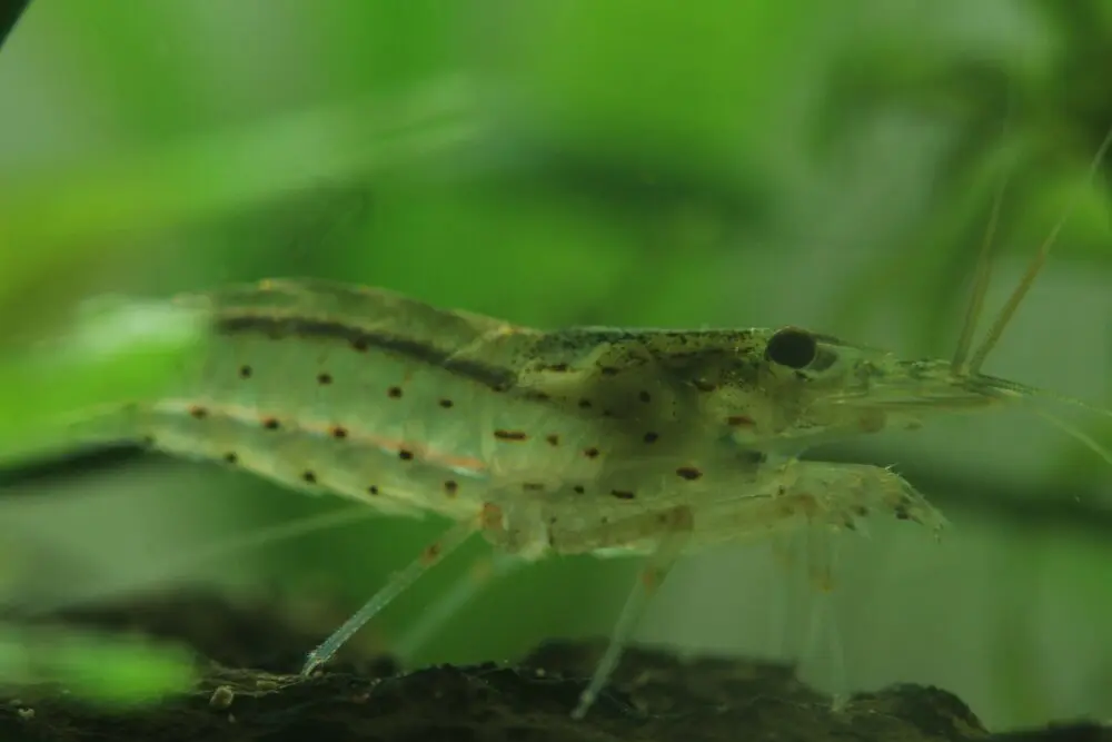 ヤマトヌマエビ