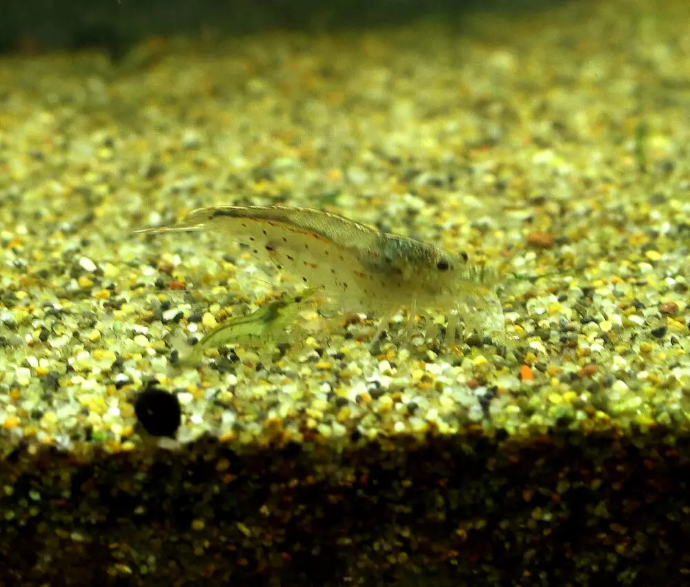 ミナミヌマエビとヤマトヌマエビ