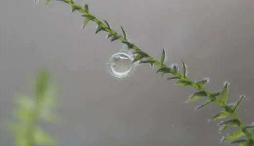 メダカの卵の管理が繁殖成功のカギ