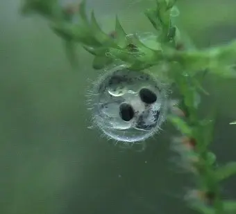 メダカの卵