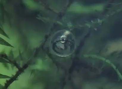 メダカの卵。孵化直前