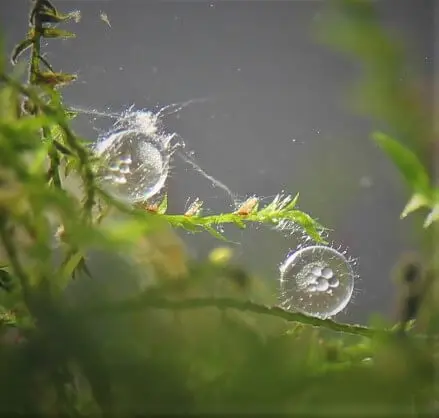 メダカの卵と付着糸