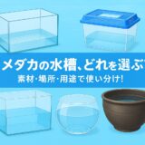 メダカ飼育の基本！初心者向け水槽の選び方と注意点