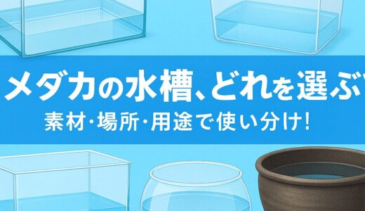 メダカ飼育の基本！初心者向け水槽の選び方と注意点