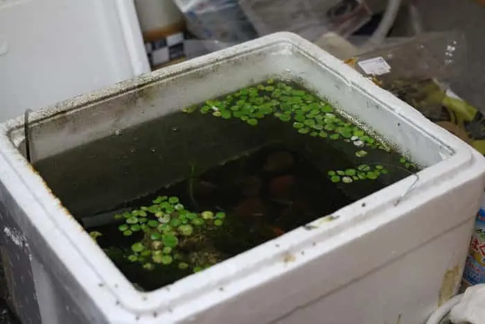 発泡スチロールの水槽