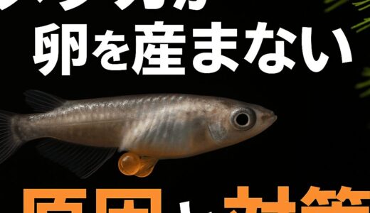 メダカが卵を産まない原因と今すぐできる対策