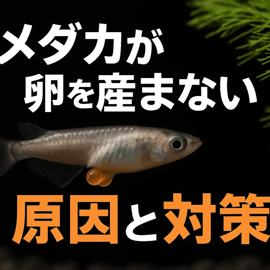 メダカが卵を産まない原因と今すぐできる対策
