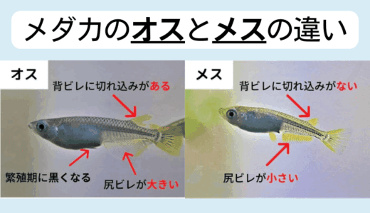 メダカのオスとメスの見分け方！ヒレに注目