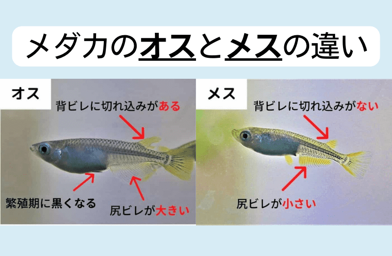 メダカのオスとメスの違い