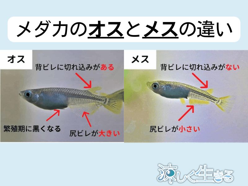 メダカのオスとメスの違い