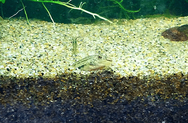 砂に潜るシマドジョウ