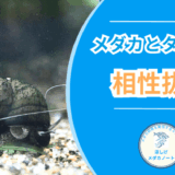 メダカとタニシは相性抜群?飼育メリットと注意点を紹介