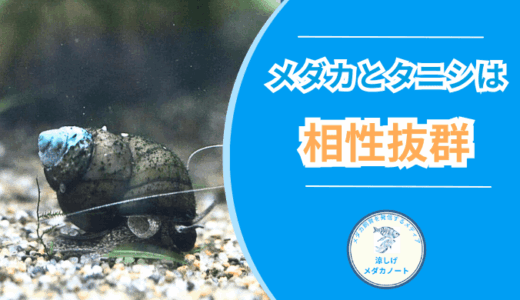 メダカとタニシは相性抜群？飼育メリットと注意点を紹介