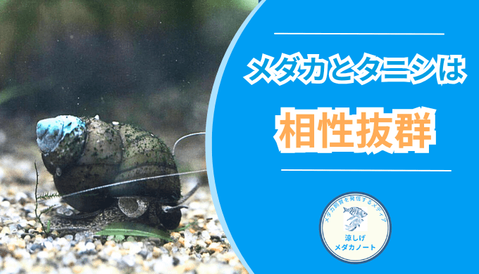 メダカとタニシは相性抜群？飼育メリットと注意点を紹介