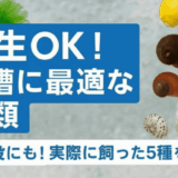 メダカ水槽の掃除屋にも！共生に向いているおすすめの貝類を5つ紹介