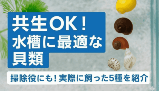 メダカ水槽の掃除屋にも！共生に向いているおすすめの貝類を5つ紹介