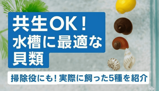 メダカ水槽の掃除屋にも!共生に向いているおすすめの貝類を5つ紹介