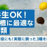 メダカ水槽の掃除屋にも！共生に向いているおすすめの貝類を3つ紹介