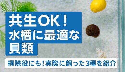 メダカ水槽の掃除屋にも！共生に向いているおすすめの貝類を3つ紹介