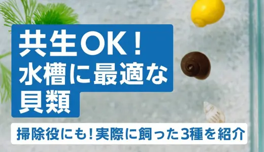 メダカ水槽の掃除屋にも！共生に向いているおすすめの貝類を3つ紹介