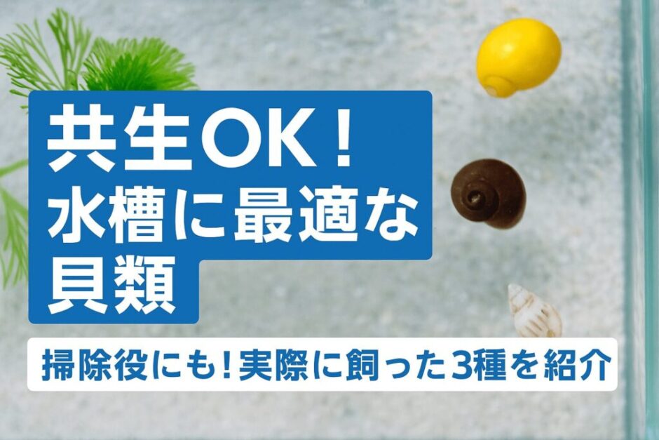 メダカ水槽の掃除屋にも！共生に向いているおすすめの貝類を3つ紹介