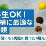 メダカ水槽の掃除屋にも！共生に向いているおすすめの貝類を4つ紹介