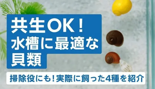 メダカ水槽の掃除屋にも！共生に向いているおすすめの貝類を4つ紹介