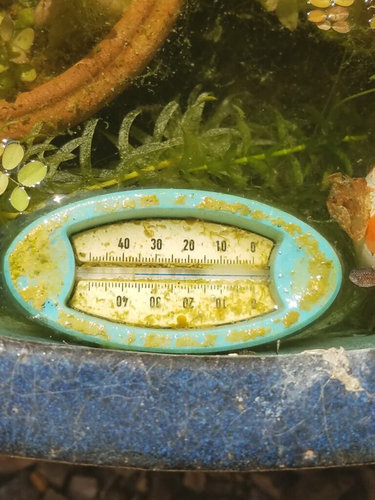 メダカビオトープの水温計