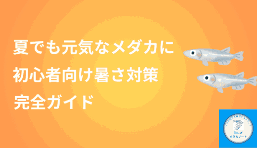 夏でも元気なメダカに！初心者向け暑さ対策完全ガイド