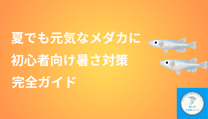 夏でも元気なメダカに！初心者向け暑さ対策完全ガイド