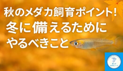 秋のメダカ飼育のポイント！冬に備えるためにやるべきこと