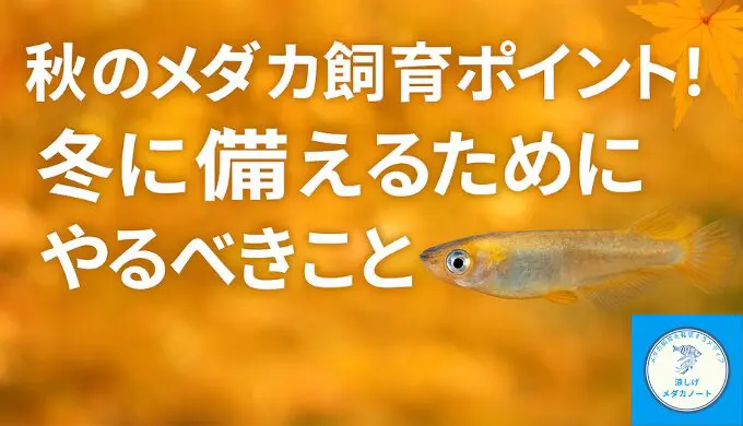 秋のメダカ飼育のポイント！冬に備えるためにやるべきこと