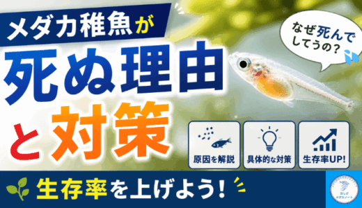 メダカ稚魚が死ぬ理由と対策。生存率を上げよう