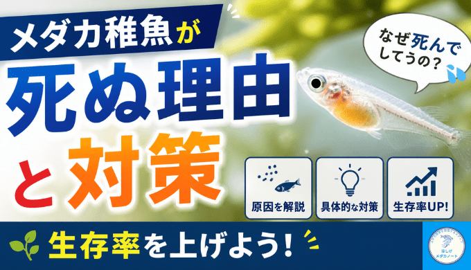 メダカ稚魚が死ぬ理由と対策。生存率を上げよう